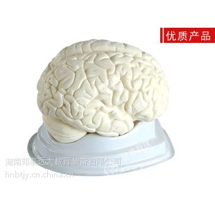 3307 脑解剖模型 三部件 生物医疗教学模型