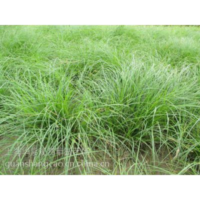 供应:细叶苔草(盆栽或地栽苗)