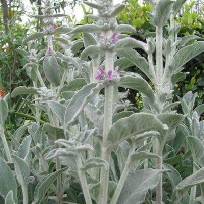 常年供应棉毛水苏自产自销基地种植量大优惠价格从优庭院绿化工程 价格 厂家 中国供应商