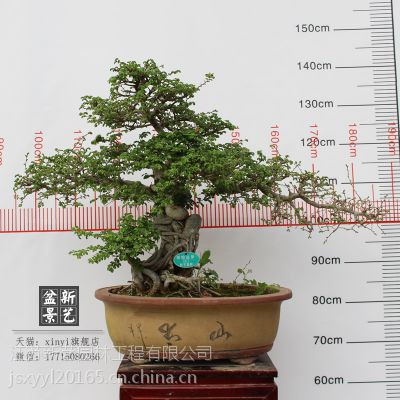 xinyiƷ辰062д
