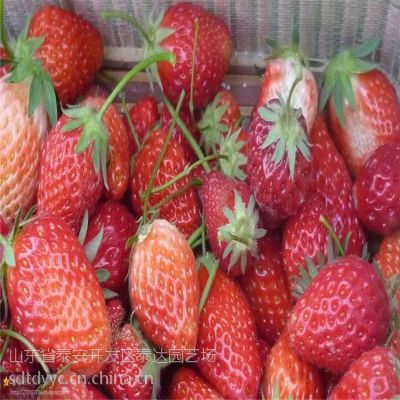 哪里有草莓苗供应商 奶油草莓苗 山东草莓苗 草莓苗多少钱一棵