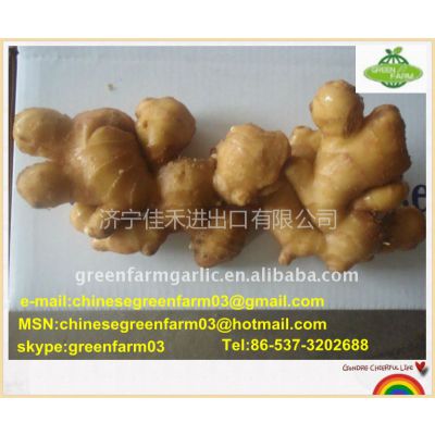 Ӧhigh quality ginger for sale