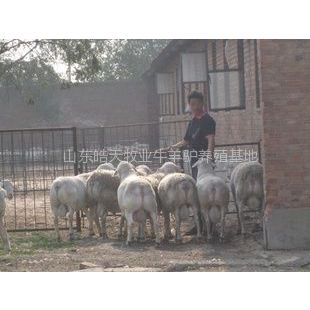 供应专业波尔山羊圈养饲养养殖技术