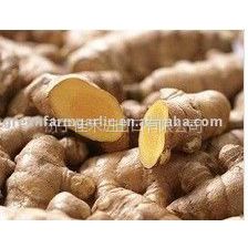 Ӧnew crop ginger