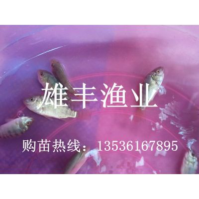 ӦƷ޷|***޷