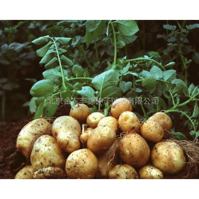 今年秋土豆种子价格行情
