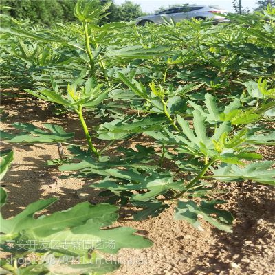 无花果供应批发基地 志森园艺无花果品种 波姬红 布兰瑞克