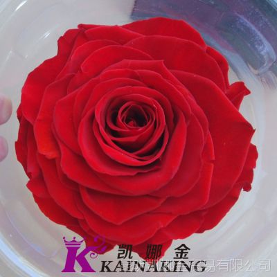 ϶ھõ廨roseamor ˽ 9-10cm