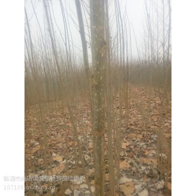 杨树苗，107杨树苗，优质杨树苗