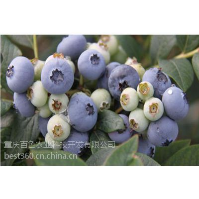 四川蓝莓苗、四川蓝莓基地、四川蓝莓苗多少钱一株