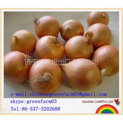 Ӧchinese good onion for sale