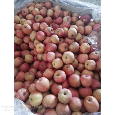 山东苹果***格