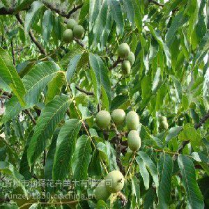 规格标准的 山东青州核桃树种植基地