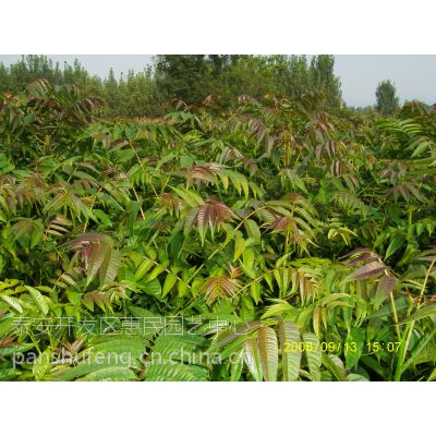 供应山东1公分、2公分的红油香椿苗***格