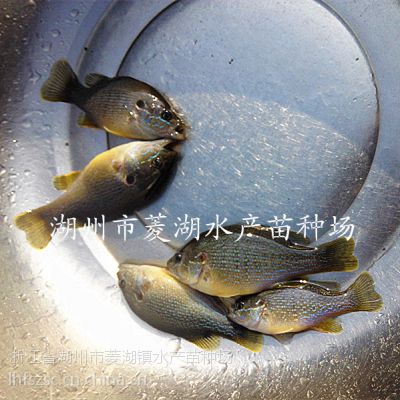 【肉质鲜嫩】2-6两商品太阳鱼2cm太阳鱼苗批发