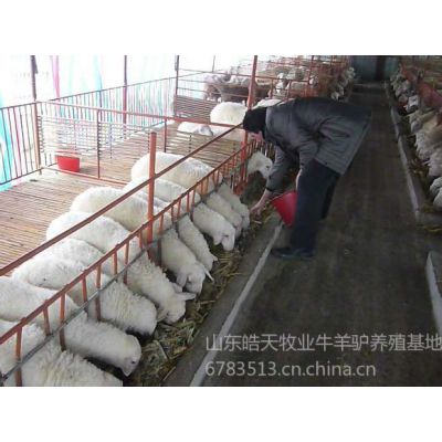 供应杜泊羊几月龄的羊羔好饲养多大的种羊不出现水土不服应激反应