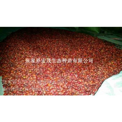 长脐红豆种子价格优惠供应