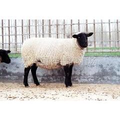 供应山东嘉祥育肥羊羊羔行情肉牛肉羊