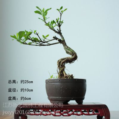 xinyiӻ辰СƷСڹ