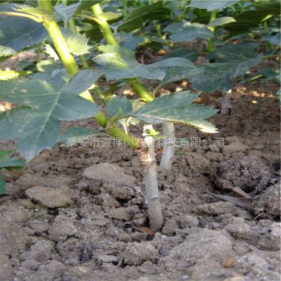 壹棵树农业苗圃大量销售嫁接大金星山楂树苗价格优惠 1年结果