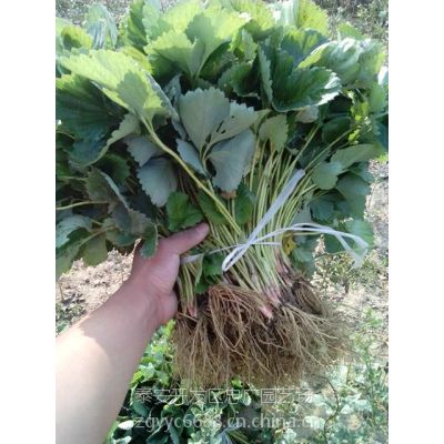 广东草莓苗种苗,草莓苗图片,低价草莓苗供应厂家