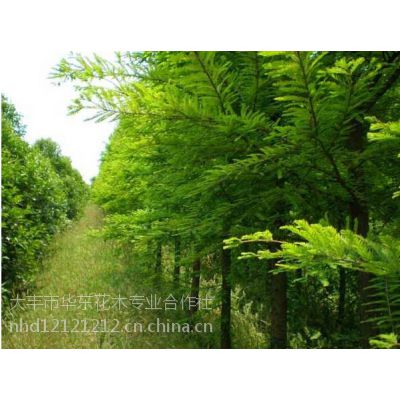 供应中山杉中山杉价格