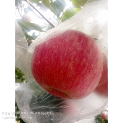 陕西大荔红富士苹果陕西红富士苹果基地价格
