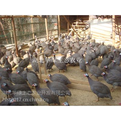 ũɢ鼦 鼦   ĸ鼦