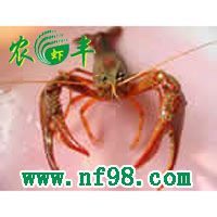 淡水龙虾,龙虾种苗,龙虾养殖技术,创业农丰水产