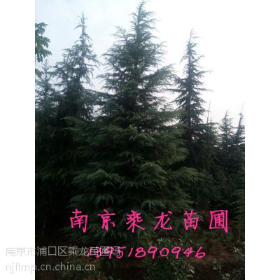 ѩֱ6ѩ7ѩ8ѩ9ѩɼ۸