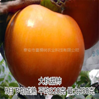 大秋甜柿苗大秋甜柿树苗多少钱一棵 价格 厂家 中国供应商