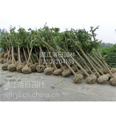 高杆晚樱供应商，四川高杆晚樱供应商，成都高杆晚樱批发基地