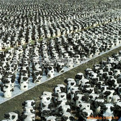 供应食用菌菌种-木耳菌棒