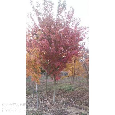 供应枫香苗木价格表，枫香树苗报价信息