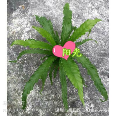 ڻ̻ǽֲ-΢ֲ110#Ҷާ