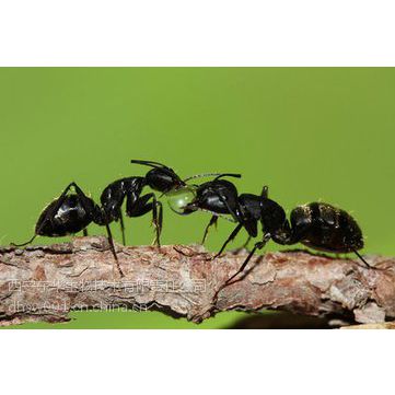 厂家供应黑蚂蚁10:1 20:1提取物