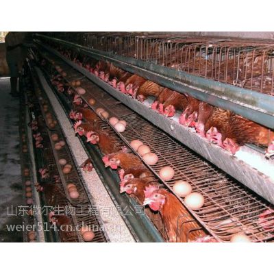 厂家供应蛋鸡专用益生菌 专治蛋鸡过料消化吸收不好