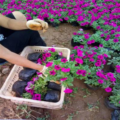 南非万寿菊种植基地丨黄楼镇南非万寿菊多少钱