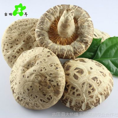 精选盒装特级野生椴木大花菇椴木白花菇冬菇香菇带柄肉厚qs认证 价格 厂家 中国供应商