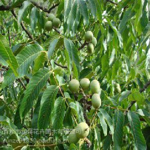 优良原生的【北京密云核桃树种植基地】