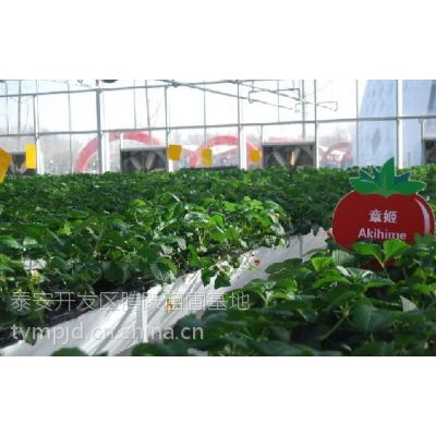 草莓苗树苗 新品种草莓苗树苗多少钱一株 草莓苗树苗基地