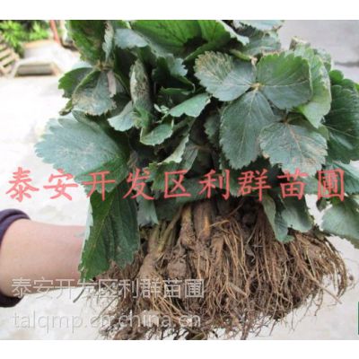 2015ղݮǮ ղݮ