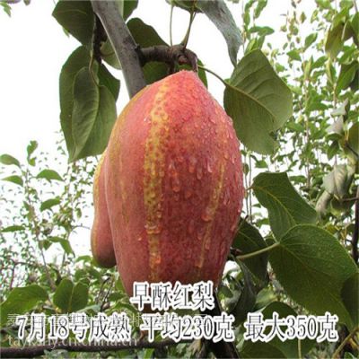 Ʒֽ ֺ缸ҹ