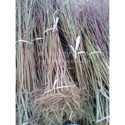 ռؼ޽أ1׸۸񣬵ͼֱ