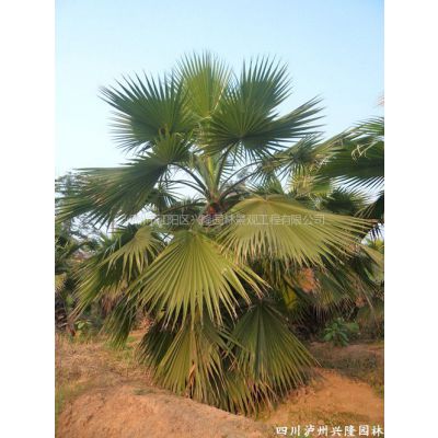 Ӧݻʢأɶʢأʢؾʢ