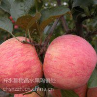供应苹果产地批发什么价格 山东红富士苹果现在市场行情