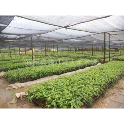 供应南宁水麻皮苗那里有苗?