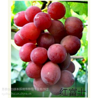 红富士葡萄苗红富士葡萄树苗优质葡萄树苗葡萄树苗