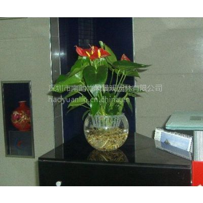 常见水生植物有哪些南韵竹风办公室水生绿色植物盆栽 价格 厂家 中国供应商