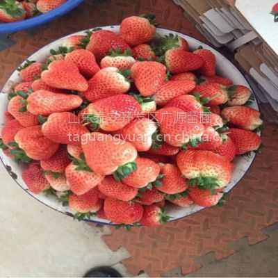 丰香草莓苗，菏泽草莓苗，高成活率草莓苗